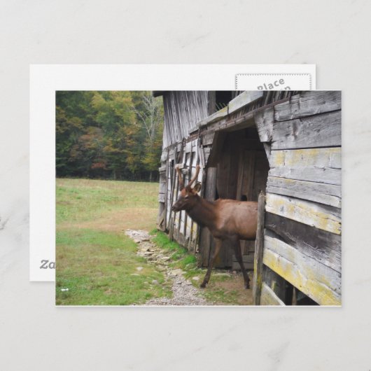 Old Barn, Elk with Velvet Antlers Briefkaart (Voorkant / Achterkant)