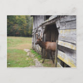 Old Barn, Elk with Velvet Antlers Briefkaart (Voorkant)