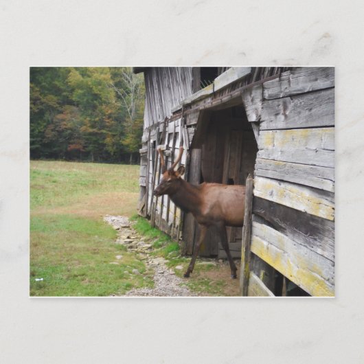 Old Barn, Elk with Velvet Antlers Briefkaart (Voorkant)