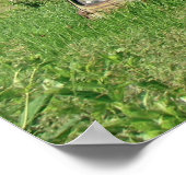 Old Barn Mail Pouch Tobacco Adverteren Poster (Hoek)