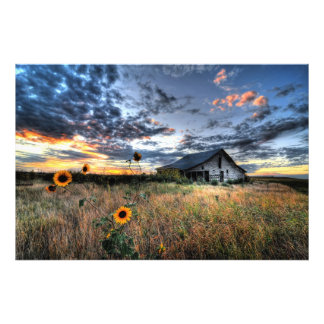 Old Barn met zonnebloemen op Sunset - Hi Res Photo Foto Afdruk