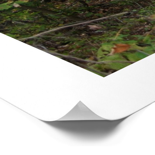 Old Barn Poster (Hoek)