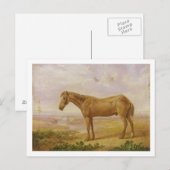 Old Billy, een Draft Horse, 62 jaar oud (olie op h Briefkaart (Voorkant / Achterkant)