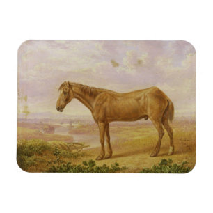 Old Billy, een Draft Horse, 62 jaar oud (olie op h Magneet