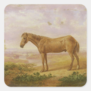 Old Billy, een Draft Horse, 62 jaar oud (olie op h Vierkante Sticker