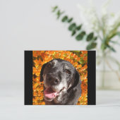 Old Black Labrador Briefkaart (Staand voorkant)