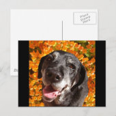 Old Black Labrador Briefkaart (Voorkant / Achterkant)
