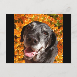 Old Black Labrador Briefkaart