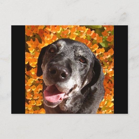 Old Black Labrador Briefkaart (Voorkant)