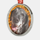 Old Black Labrador Metalen Ornament (Links)