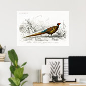 Old book illustration of a Ring-necked pheasant Poster (Thuiskantoor)
