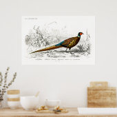 Old book illustration of a Ring-necked pheasant Poster (Keuken)
