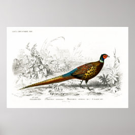 Old book illustration of a Ring-necked pheasant Poster