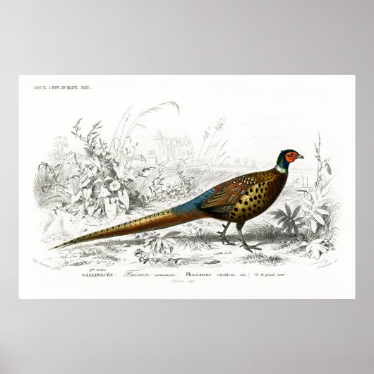 Old book illustration of a Ring-necked pheasant Poster (Voorkant)