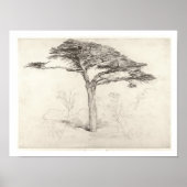 Old Cedar Tree in Botanic Garden, Chelsea, 1854 (p Poster (Voorkant)