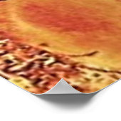 Old Chevy Farming Truck Poster (Hoek)