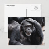 Old Chimpansee briefkaart (Voorkant / Achterkant)