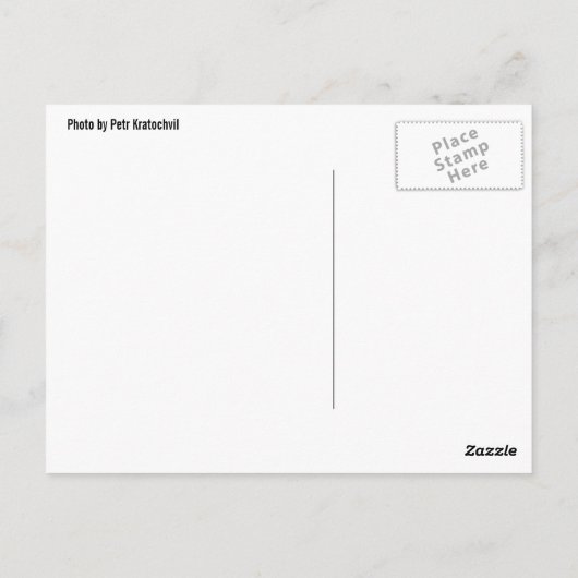 Old Chimpansee briefkaart (Achterkant)