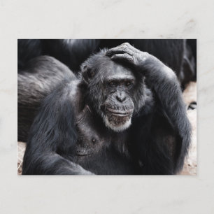 Old Chimpansee briefkaart