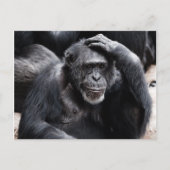 Old Chimpansee briefkaart (Voorkant)