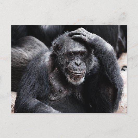 Old Chimpansee briefkaart (Voorkant)
