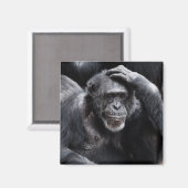 Old Chimpansee magnet (Voorkant / Achterkant)