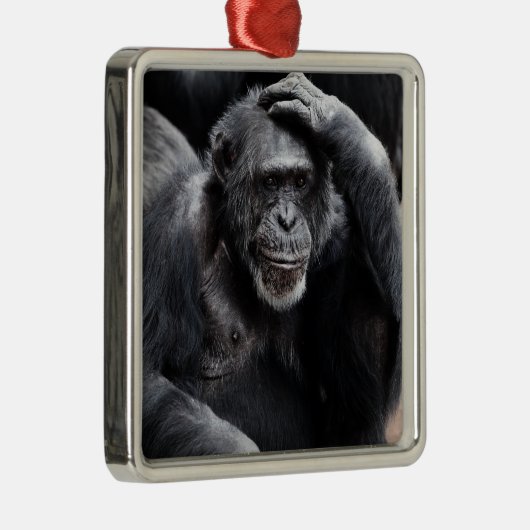 Old Chimpansee ornament (Rechts)