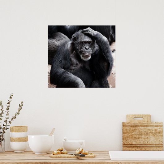 Old Chimpansee poster (Keuken)