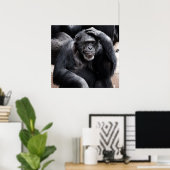 Old Chimpansee poster (Thuiskantoor)