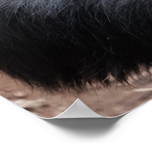 Old Chimpansee poster (Hoek)