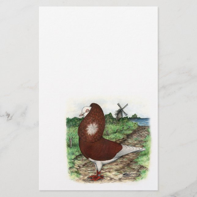 Old Dutch Capuchine Pigeon (Voorkant)