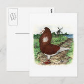 Old Dutch Capuchine Pigeon Briefkaart (Voorkant / Achterkant)