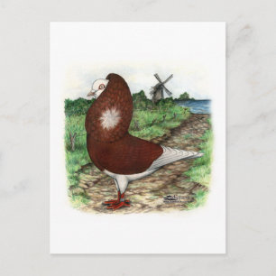 Old Dutch Capuchine Pigeon Briefkaart