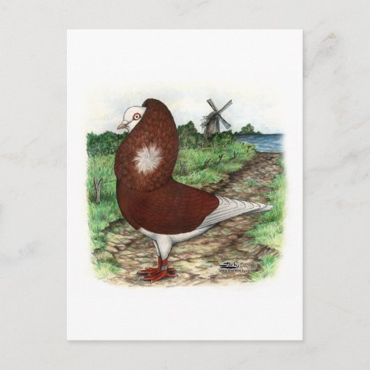 Old Dutch Capuchine Pigeon Briefkaart (Voorkant)
