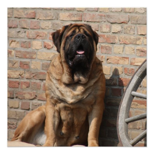 old english Mastiff  Perfect Poster (Voorkant)