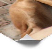 old english Mastiff  Perfect Poster (Hoek)