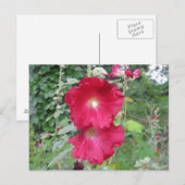 Old Fashioned Hollyhock Flowers Briefkaart (Voorkant / Achterkant)