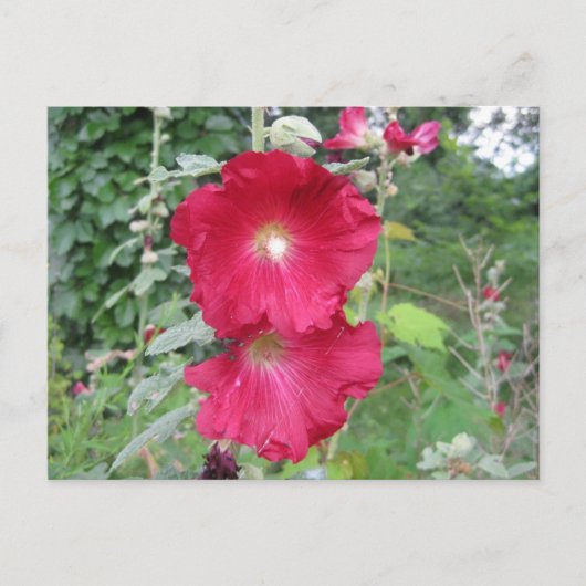 Old Fashioned Hollyhock Flowers Briefkaart (Voorkant)