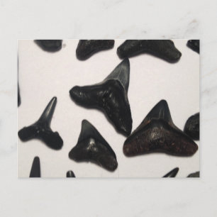 Old Florida Shark Teeth Jaw Fossils Briefkaart