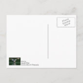 Old Goose Wing Action Briefkaart (Achterkant)