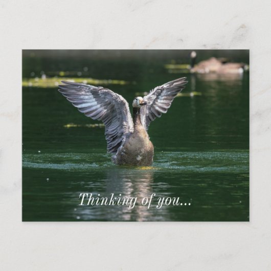 Old Goose Wing Action Briefkaart (Voorkant)