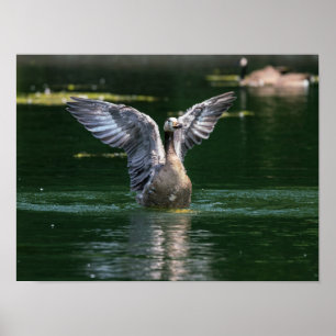Old Goose Wing Action Poster