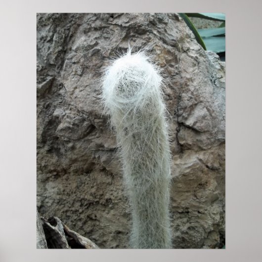 Old Man Cactus Photo Mexico - zuidwest Cacti Poster (Voorkant)