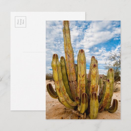 Old Man Cactus portret, Mexico Briefkaart (Voorkant / Achterkant)