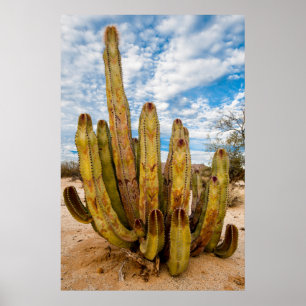 Old Man Cactus portret, Mexico Poster