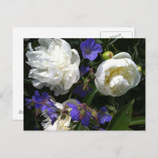 Old Masters Garden Briefkaart (Voorkant / Achterkant)