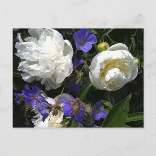 Old Masters Garden Postcard Briefkaart (Voorkant)