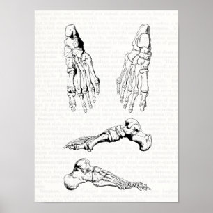 Old Medical Art Human Anatomy Bones of the Foot Poster
