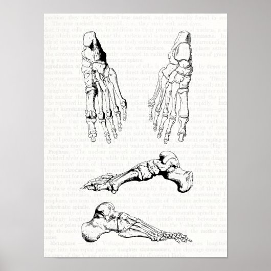 Old Medical Art Human Anatomy Bones of the Foot Poster (Voorkant)