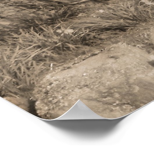 Old Mill met Trees - Schotland Poster (Hoek)